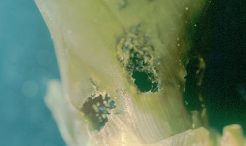 Holes at base of stem of Tillandsia utriculata (L.) from Metamasius mosieri Barber, the Florida bromeliad weevil. 