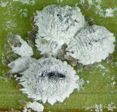 Adults and immatures of the coconut mealybug, Nipaecoccus nipae (Maskell).