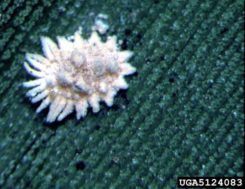 Adult female coconut mealybug, Nipaecoccus nipae (Maskell), feeding on bird-of-paradise. Notice the five to eight dorsal, waxy filaments similar to the ones present on the side or lateral areas of the body. 