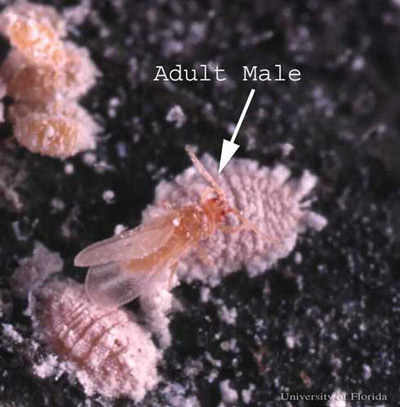 Adult female (center) and male (arrow) of the coconut mealybug, Nipaecoccus nipae (Maskell). Immature coconut mealybugs appear in the upper left. 