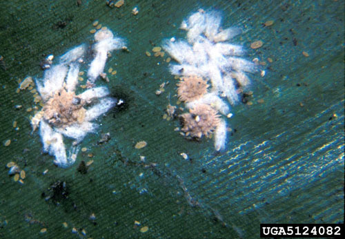 The life cycle of the coconut mealybug, Nipaecoccus nipae (Maskell), is shown in stages appearing on bird-of-paradise. Small first and second instar nymphs are scattered around the image. Larger, reddish-brown, third instar females are seen surrounded by the thin, white cottony wax cocoons of the third instar males.