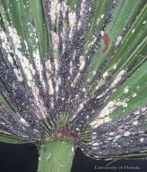 An infestation of the coconut mealybug, Nipaecoccus nipae (Maskell), on a palm species. Black sooty mold growth is common with high populations. 