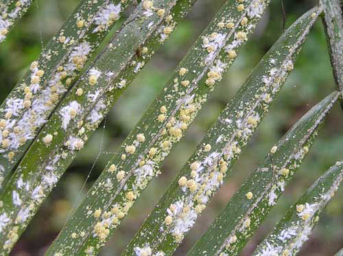 Frond yellowing caused by an infestation of the coconut mealybug, Nipaecoccus nipae (Maskell), on pygmy date palm. 