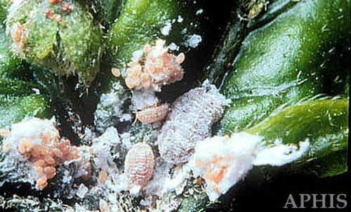 Various stages in the life cycle of the pink hibiscus mealybug, Maconellicoccus hirsutus (Green).