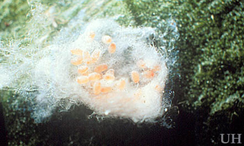 Freshly-laid eggs of the pink hibiscus mealybug, Maconellicoccus hirsutus (Green), are orange but become pink before they hatch. 