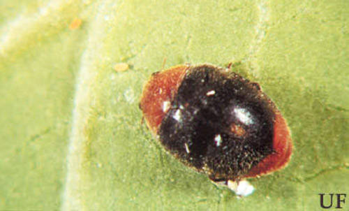 Predatory ladybugs, such as Cryptolaemus montrouzieri, may provide some suppression of high pink hibiscus mealybug, Maconellicoccus hirsutus (Green), pest populations, but are not expected to provide adequate control of lower populations because the beetles require large numbers of mealybugs to survive. 