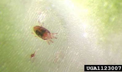 Adult false spider mite