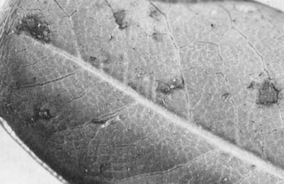 Injury to pittosporum leaf caused by false spider mite
