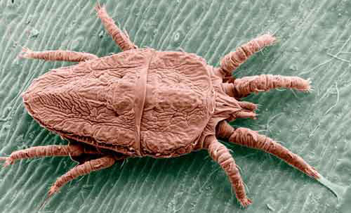 Adult female false spider mite