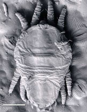 Protonymph of the false spider mite