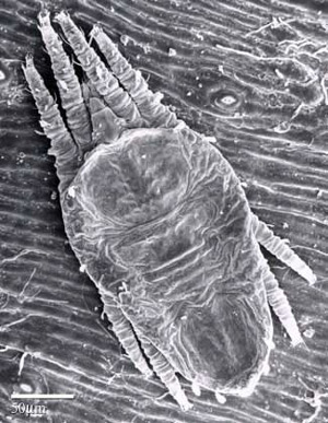 Deutonymph of the false spider mite