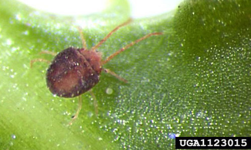 Adult clover mite, Bryobia praetiosa Koch, on garden impatiens. Garden impatiens is an unusual host for this mite species. 