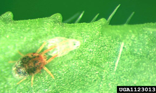 Molting nymph of the clover mite, Bryobia praetiosa Koch. 