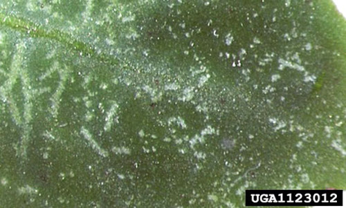Characteristic feeding damage produced on garden impatiens by the clover mite, Bryobia praetiosa Koch. Garden impatiens is an unusual host for this mite species. 