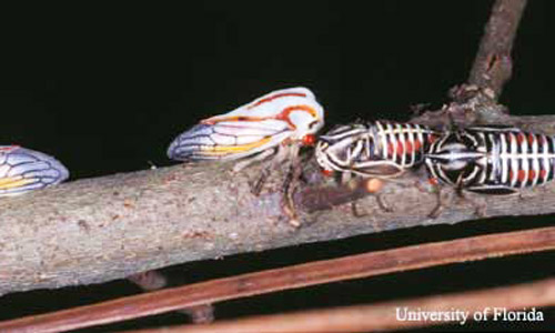 Adult (striped form) and nymphs of the oak treehopper, Platycotis vittata (Fabricius). 