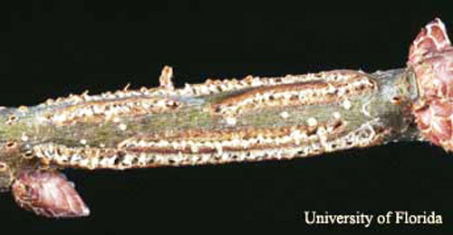 Oviposition marks of the oak treehopper, Platycotis vittata (Fabricius). 