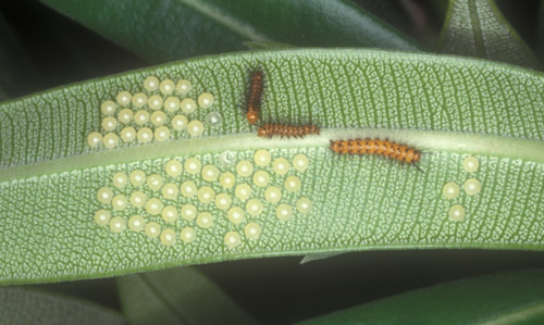 Oleander Caterpillar - Syntomeida epilais Walker