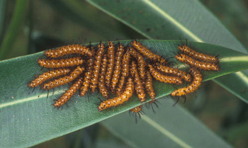 Control of the oleander caterpillar, Syntomeida epilais Walker, is easiest during its gregarious feeding stage. 