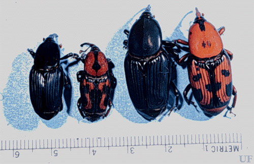 Adults of the palmetto weevil, Rhynchophorus cruentatus Fabricius, showing color variation. 