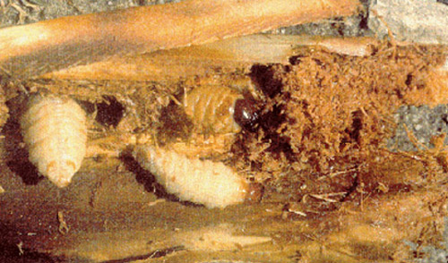 Palmetto weevil, Rhynchophorus cruentatus Fabricius, grubs feeding in palm crown. 