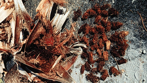 Cocoons (right) of the palmetto weevil, Rhynchophorus cruentatus Fabricius. 