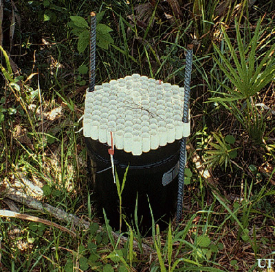 Bucket trap used to capture palmetto weevil adults.