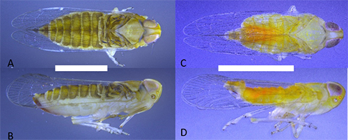 Figure 1. Adult Haplaxius crudus: A) dorsal view of female, B) lateral view of female, C) dorsal view of male, and D) lateral view of male; scale bar = 1mm (Photo credit: Brian Bahder).