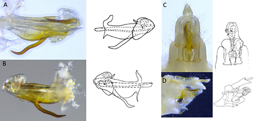 Figure 2. Genitalia of male Haplaxius crudus used for species confirmation: A) left lateral view of aedeagus, B) right lateral view of aedeagus, C) ventral view of terminalia, and D) lateral view of terminalia; illustrations from Kramer 1979 (Photo credit: Brian Bahder). 