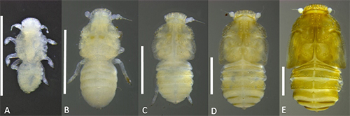Figure 3. Immature life stages of Haplaxius crudus: A) dorsal view of female 1st instar, B) dorsal view of 2nd instar, C) dorsal view of 3rd instar, D) dorsal view of 4th instar, and E) dorsal view of 5th instar; scale bar = 0.5 mm (Photo credit: Brian Bahder).