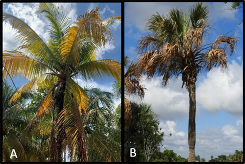 Figure 5. Palms infected with palm lethal decline phytoplasmas; A) coconut palm infected with lethal yellowing (LY) in Jamaica and B) cabbage palm infected with lethal bronzing (LB) in Florida (Photo credit: Brian Bahder).