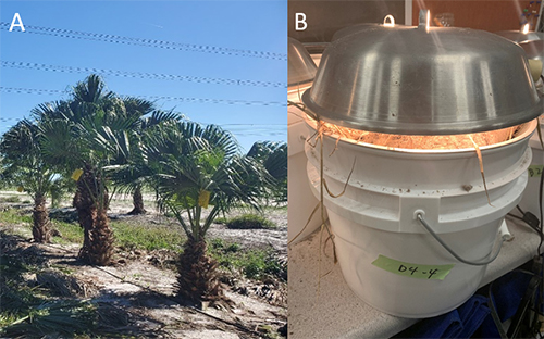 Foliar application of insecticide to a palm in an experiment to test the effects of chemical control of Myndus crudus