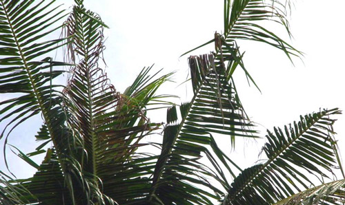 Typical V-shaped damage to coconut leaves by Oryctes rhinoceros.