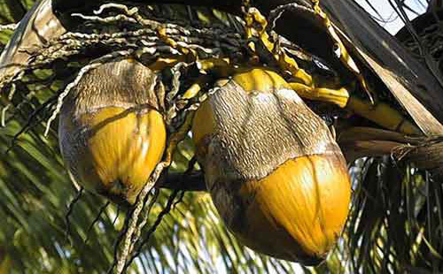 Coconuts with damage by coconut mite