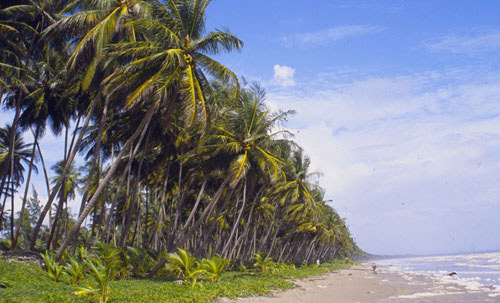 Coconut palms, Cocos nucifera L., on the beach at Manzanilla Bay