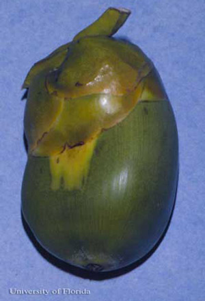 Daño inicial del ácaro del coco, Aceria guerreronis Keifer