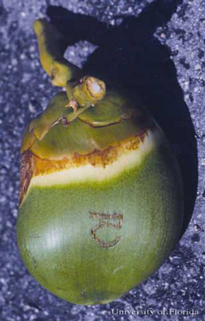 Daño inicial en una zona más extendida por el ácaro del coco, Aceria guerreronis Keifer