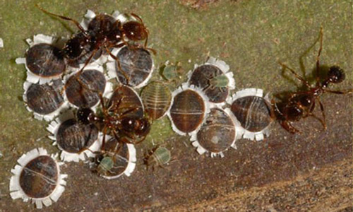 Ants exhibiting mutualistic relationship with the palm aphid, Cerataphis brasiliensis (Hempel). 