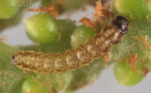 Early instar larva of the cabbage palm caterpillar, Litoprosopus futilis (Grote & Robinson). 