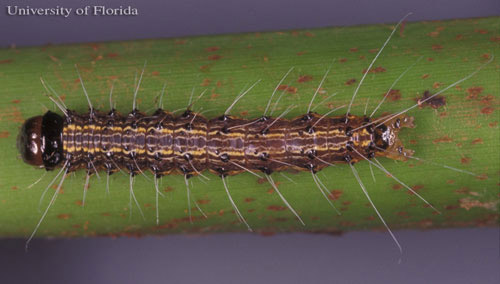 Dorsal view of a late instar larva of the cabbage palm caterpillar, Litoprosopus futilis (Grote & Robinson). 