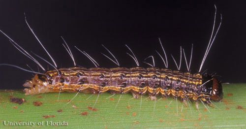 Lateral view of a late instar larva of the cabbage palm caterpillar, Litoprosopus futilis (Grote & Robinson). 