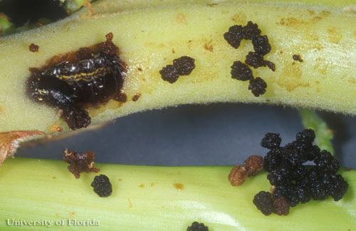 Damage caused by larva of the cabbage palm caterpillar, Litoprosopus futilis (Grote & Robinson). Frass removed to show hole in flower stalk with caterpillar inside.
