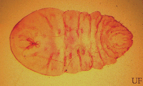 Slide-mounted mature female of the cycad aulacaspis scale, Aulacaspis yasumatsui Takagi. 