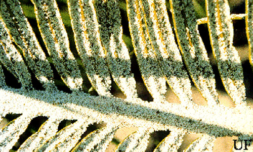 Frond of Cycas rumphii infested with the cycad aulacaspis scale, Aulacaspis yasumatsui Takagi. 