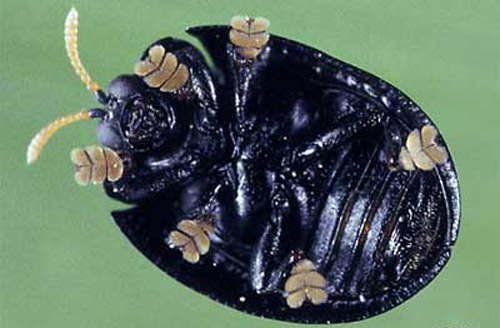 Adult Hemisphaerota cyanea (Say) (ventral view).