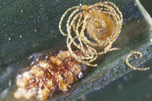 Feces-covered eggs and young larva of Hemisphaerota cyanea (Say). 