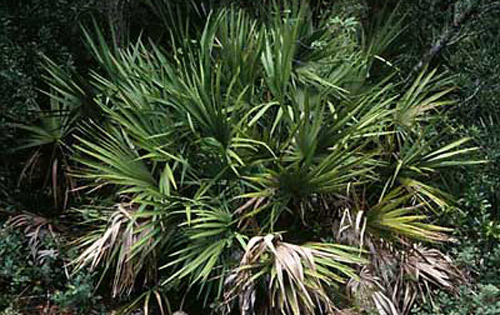 Saw palmetto, Serenoa repens (Arecaceae), a host of the Florida tortoise beetle, Hemisphaerota cyanea (Say). 