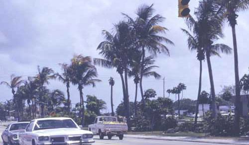Palmas de coco, Cocos nucifera, en un plantío al lado de la Carretera Federal # 1, Lake Worth, Florida, 1988