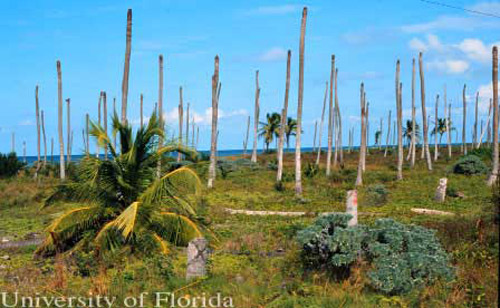 Troncos muertos de palmas de coco, Cocos nucifera L., se quedaron en la costa norte de Yucatán, México, in 1993