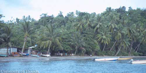 Palmas de coco, Cocos nucifera L. por la costa de Dominica, Antillas Occidentales