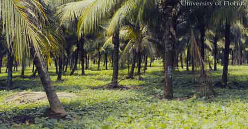 Kudzú tropical (Pueraria phaseoloides (Roxburgh) Bentham) como planta cobertora en Hacienda Victoria, Guápiles, Costa Rica